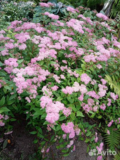 Спирея японская