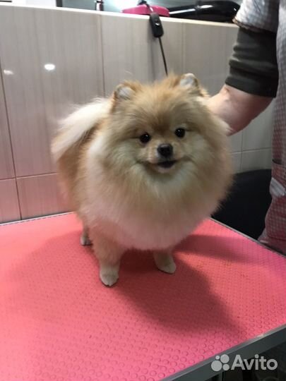 Обучение грумингу