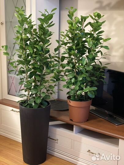 Фикус Моклайн 24/120