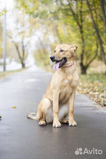 Собака в добрые руки