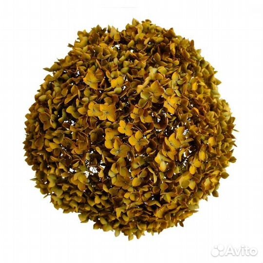 Гортензия стабилизированная