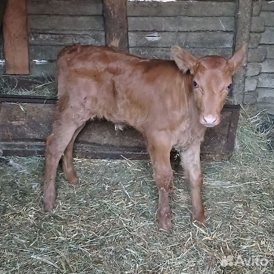 Бычки телки