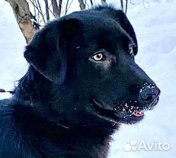 Баги - Багира