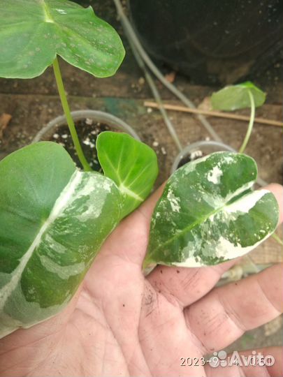 Алоказия фрайдек вариегатная