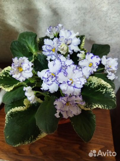 Фиалки детки