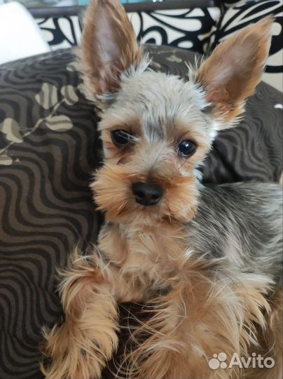 Животные вязка