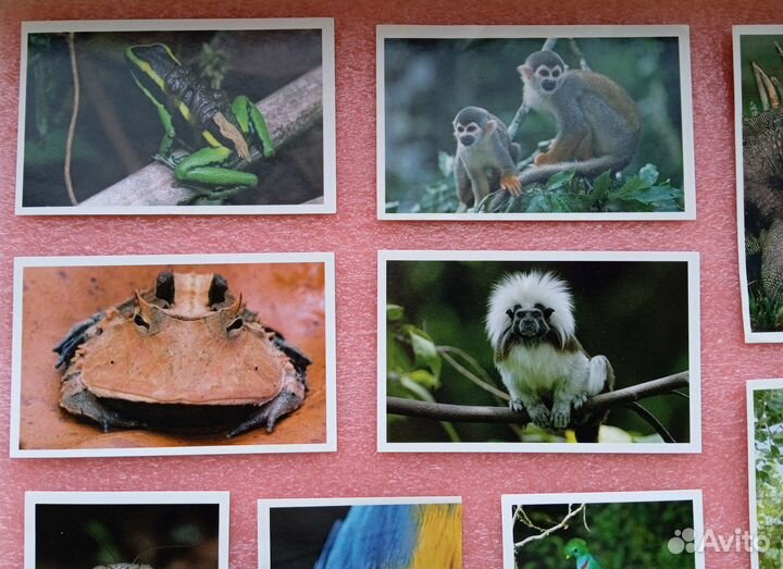 Наклейки Стикермания, 20 штук