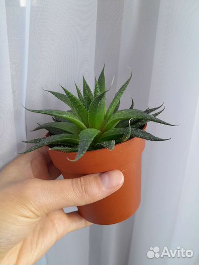 Алоэ остистое