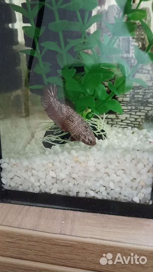 Самки петушка