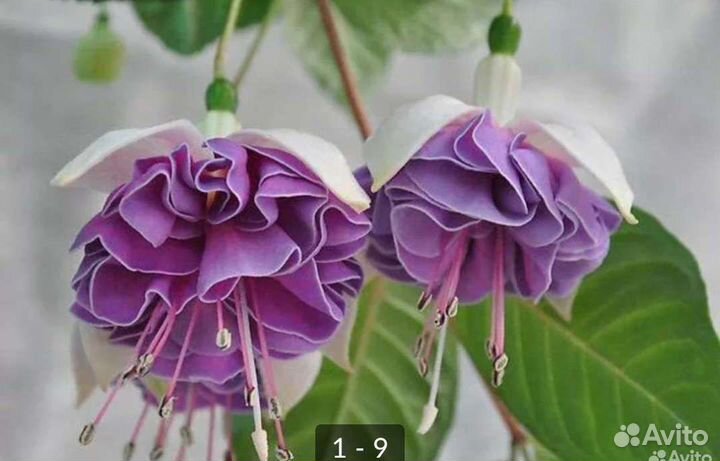 Фуксии сортовые