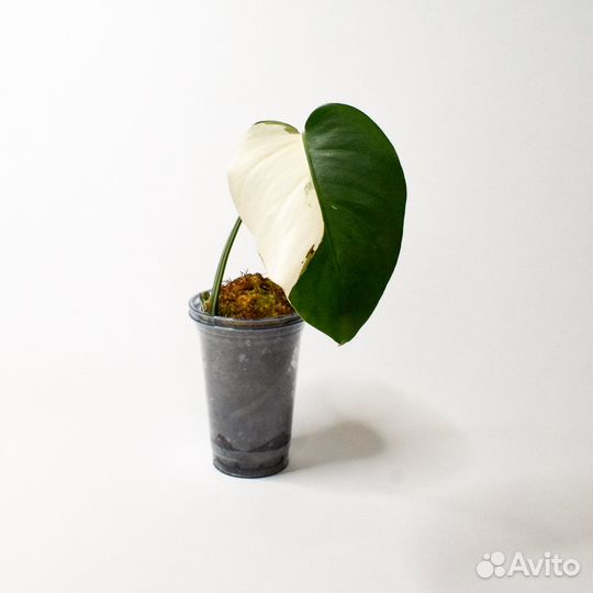 Монстера вариегатная Альба