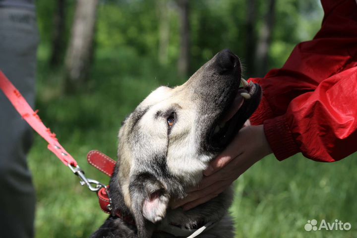 Игривый щенок ищет дом