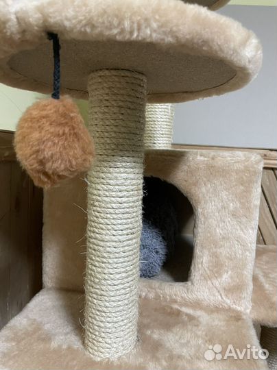 Когтеточка