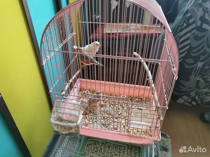 Зебровые амадины