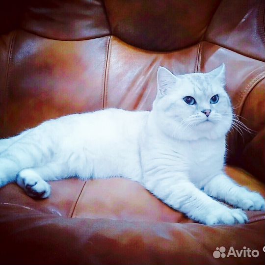 Шикарный Кот Вязка