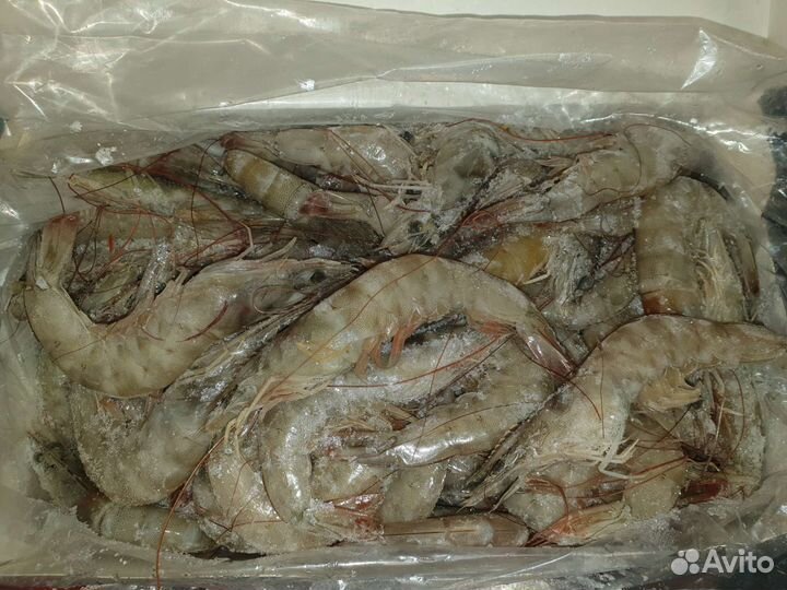 Креветка магаданская северная