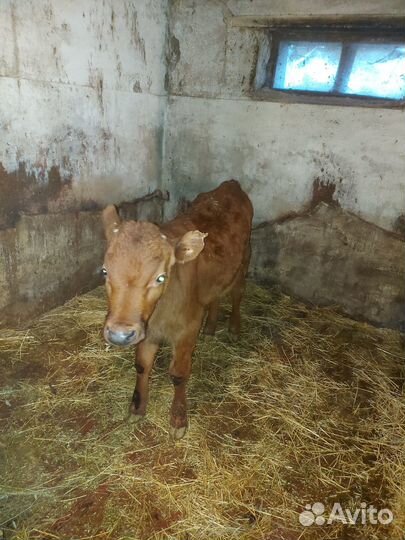 Продаются телета