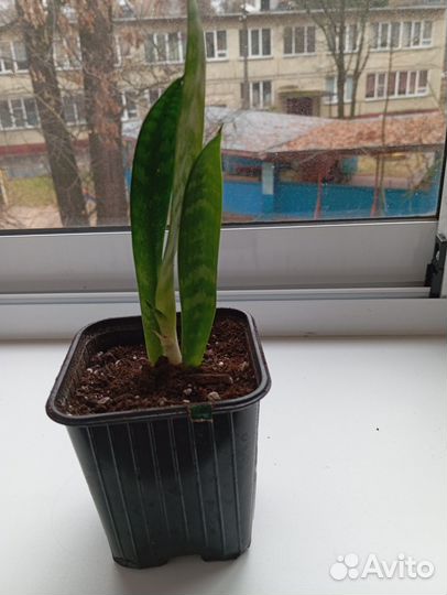 Сансевиерия