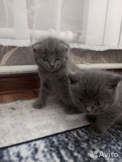 Шотландские котята