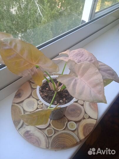 Сингониумы сортовые