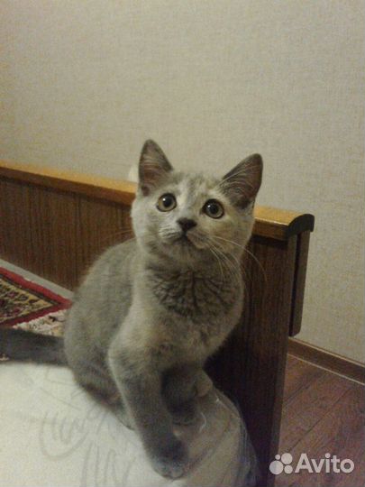 Красивый котенок серого окраса