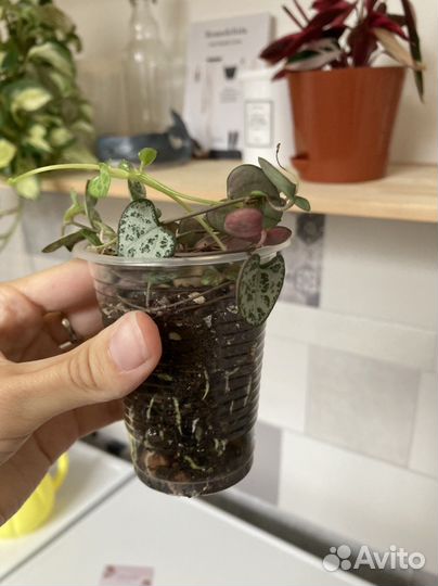 Церопегия Вуда