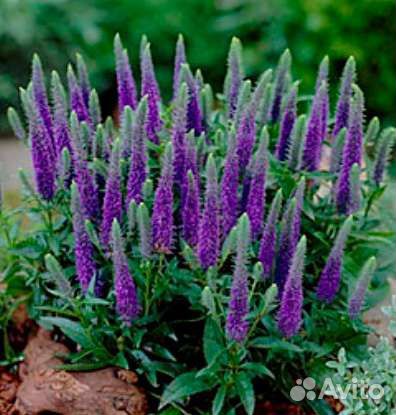 Вероника колосковая низкорослая