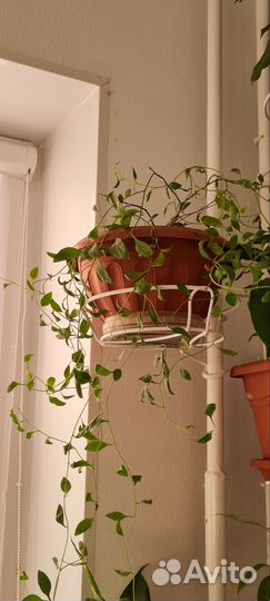 Комнатные растения цветы