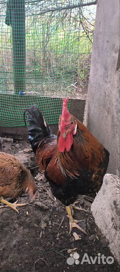 Петух маран черно медный