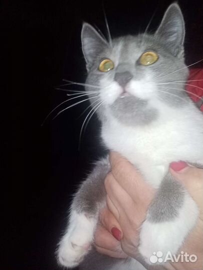 Кошки бесплатно