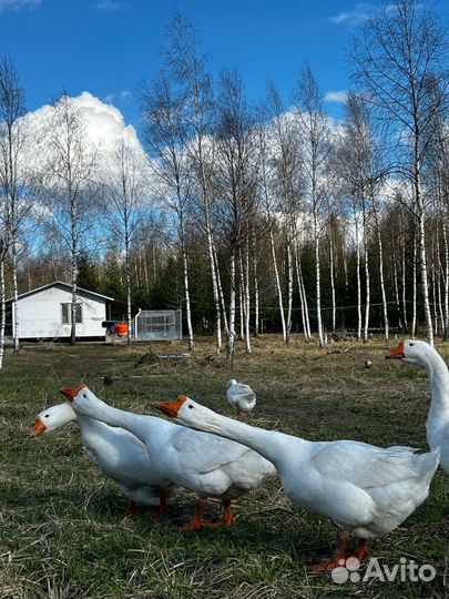 Инкубационное яйцо гусей Линда