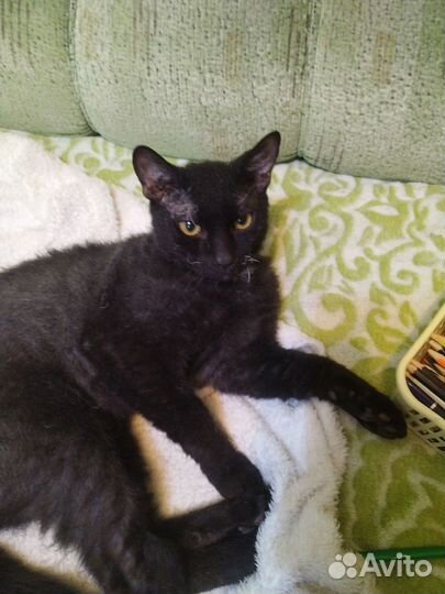 Котенок 5 месяцев