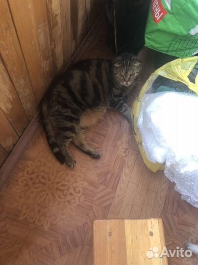 Кошка