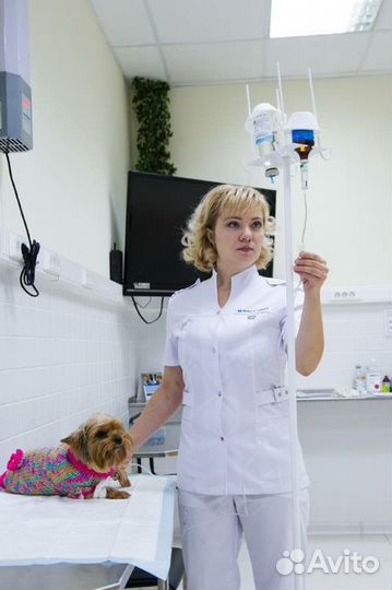 Ветеринарный врач круглосуточно