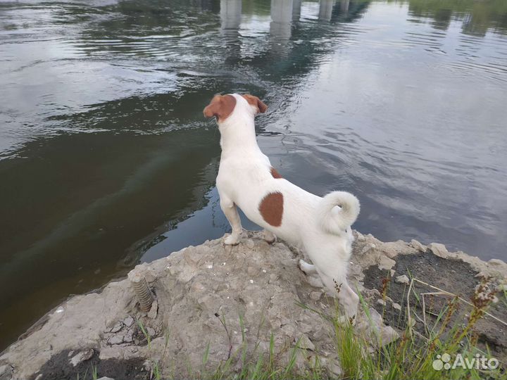 Джек Рассел тepьep