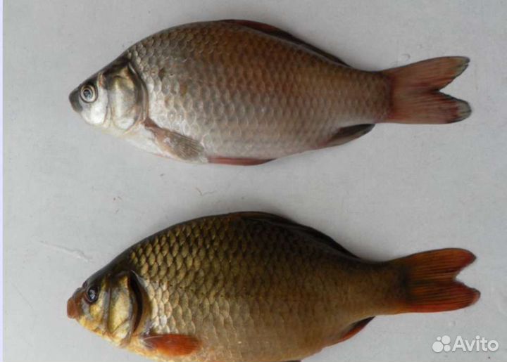Живой золотой и серебряный карась