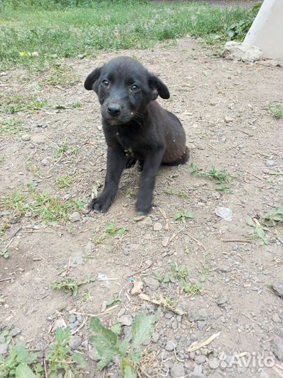 Микромальчик
