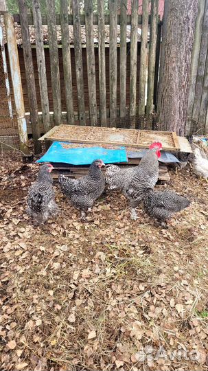 Китайские шелковые яйцо