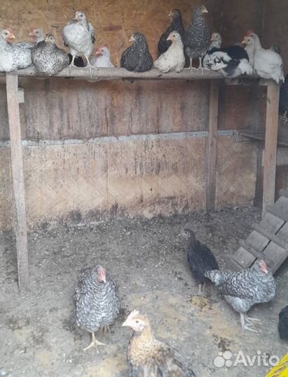 Куры молодки несушки