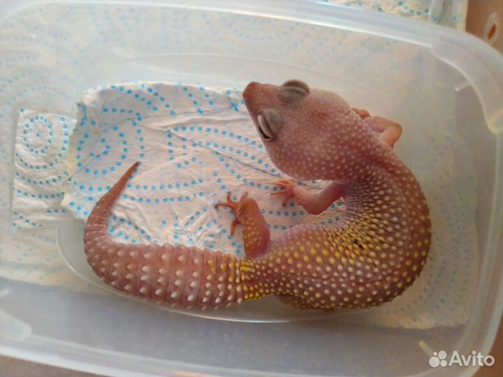 Гекконы, Эублефар