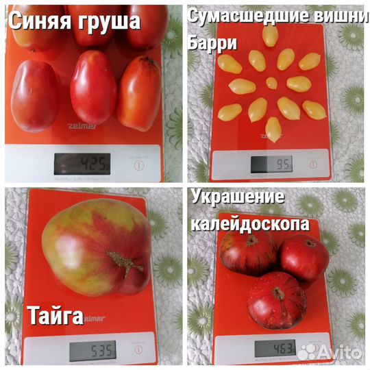 Семена коллекционных сортов томатов