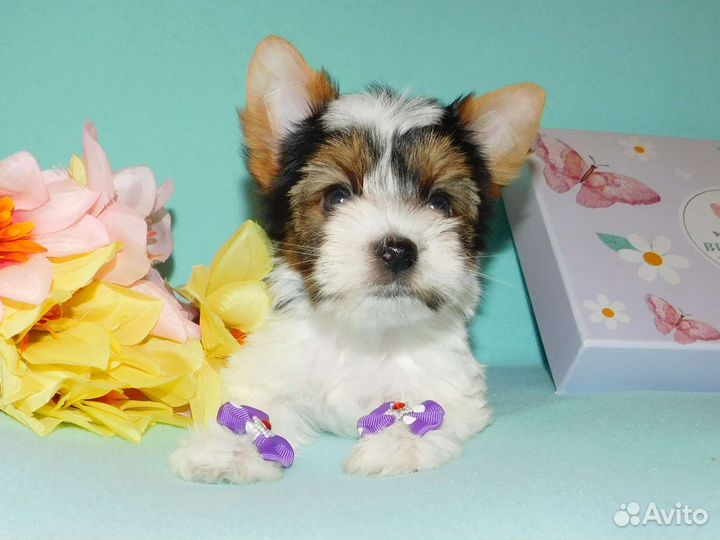 Малыши Бивера, мальчишки