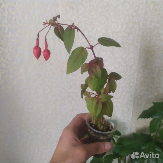 Плющ, Фуксия, Пеларгонии