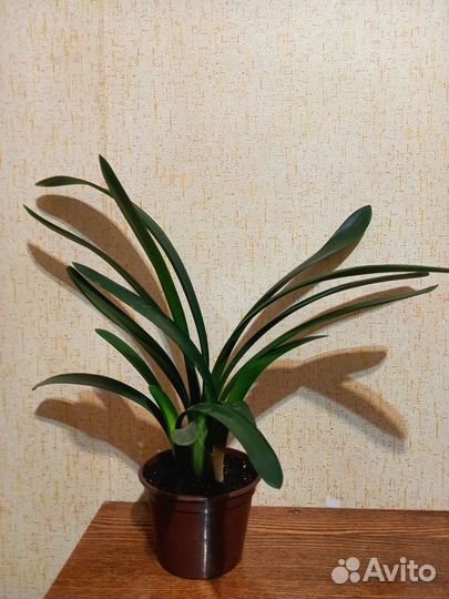 Кливия вариегатная