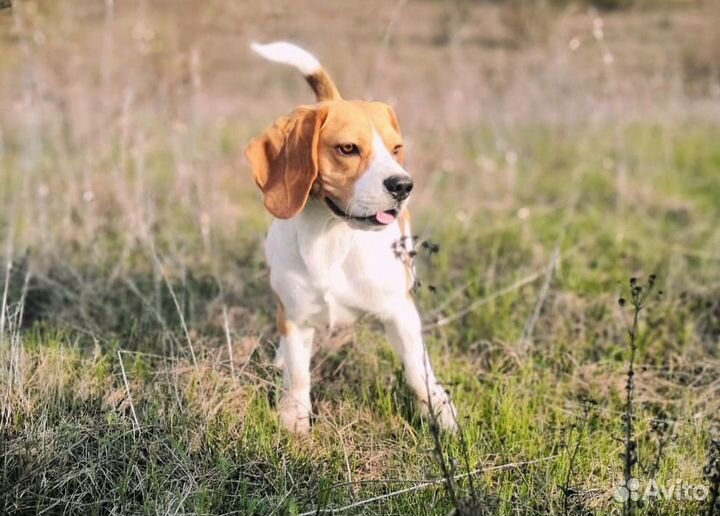 Бигль вязка