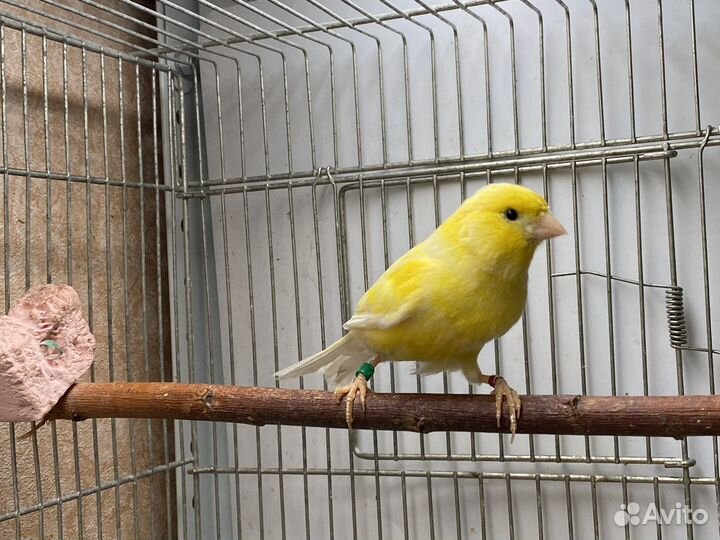 Канарейки Ватерслагеры