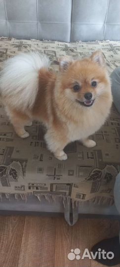 Щенки шпица