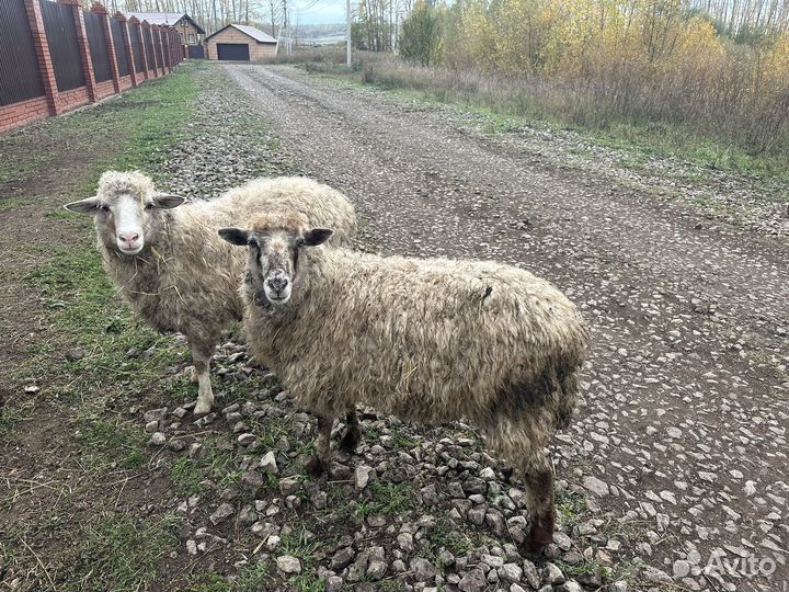 Овечки беременные
