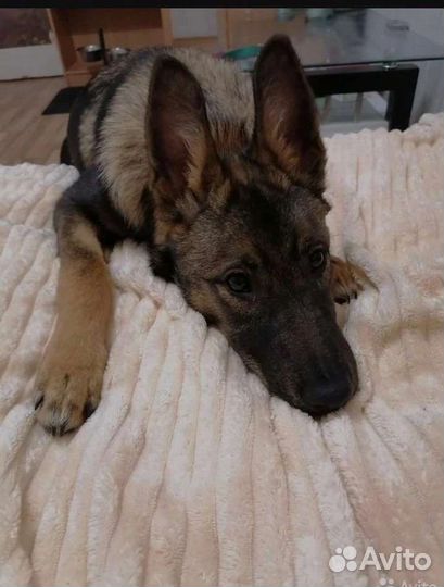 Собака в добрые руки