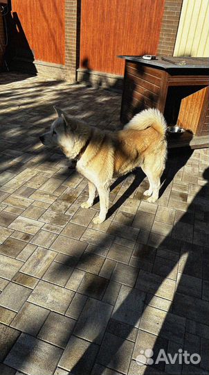 Тротуарная плитка вибропрессованная от 120 м2